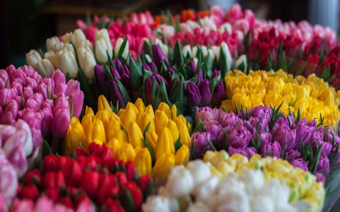 Bouquets of tulip flowers